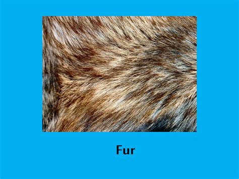 PPT - Feathers Fur and Scales PowerPoint Presentation, free download