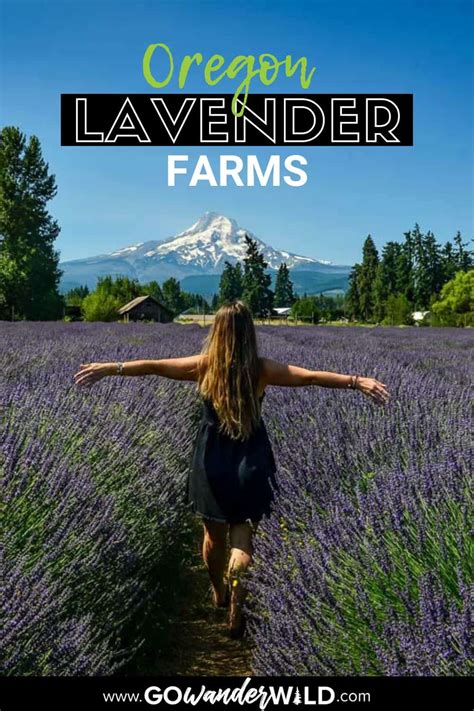 10 Breathtaking Oregon Lavender Farms You Can Visit Go Wander Wild