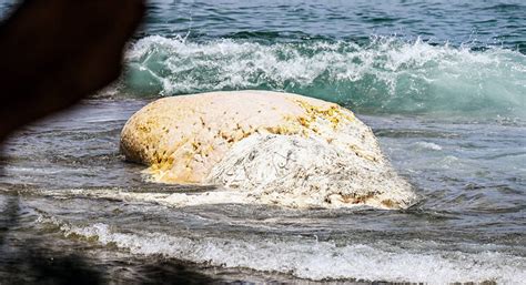 Whale Carcass Washes Ashore In Waipouli The Garden Island