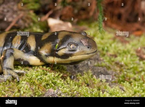 Closeup Shot Of Barred Tiger Salamander Ambystoma Mavortium Stock