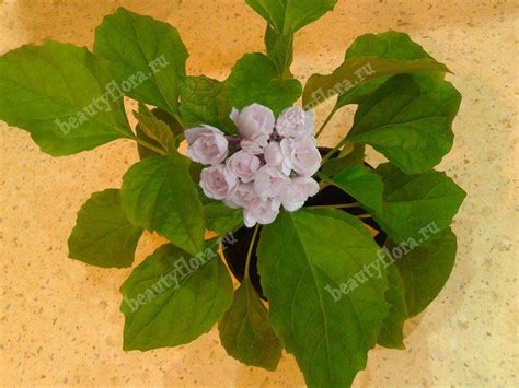 Клеродендрум филиппинский, Цветы почтой BeautyFlora V1кф+L ...