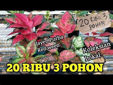 Spesial Promo Hemat Ribu Pohon Pusat Aglonema Murah Obral