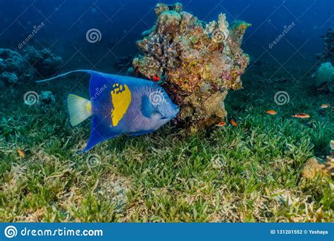 Nadada De Los Pescados Que Sorprende En El Mar Rojo Foto De Archivo