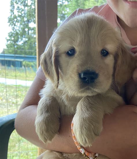 Golden Retriever Puppies | A Golden's Love