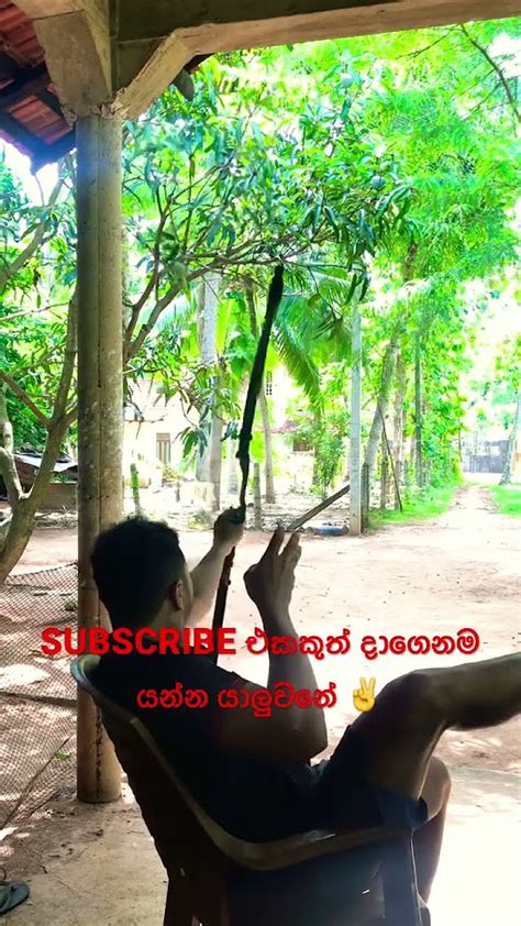 පොලු වලින් ගහලා කඩපු කාලේ ඉවරයි😯😋😂short Youtubevideo Sports Viral