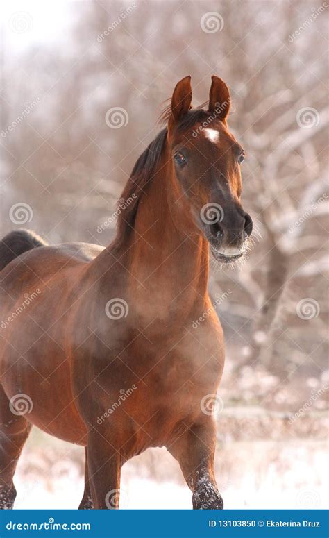 Chestnut Arabian Horse Portrait Stock Photo - Image of canter, hair ...