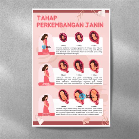 poster kesehatan tahap perkembangan janin  gambar edukasi lazada