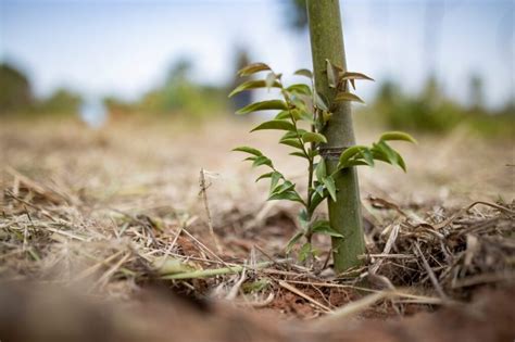 Os Projetos Para Um Meio Ambiente Mais Saud Vel V O Continuar Em