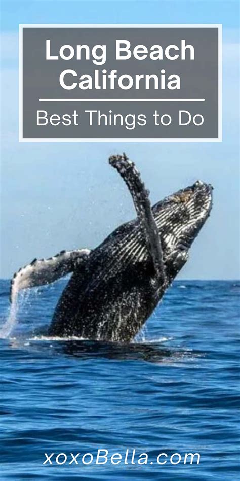 Beaches to Boardwalks: 29 Amazing Things to Do in Long Beach | Long