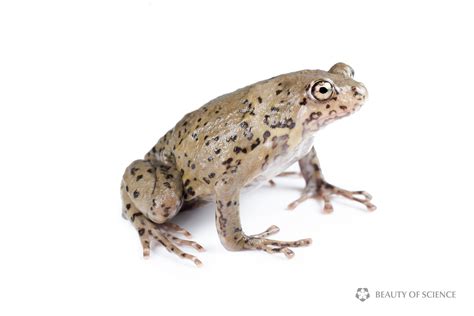 Sichuan Narrow Mouthed Frog — Beauty Of Science