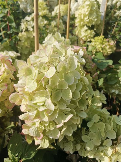 Гортензия панзола (71 фото)