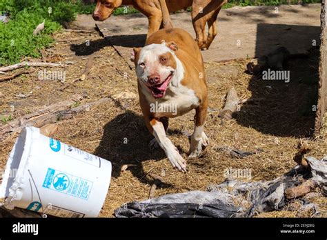 Curious pit bull hi-res stock photography and images - Alamy