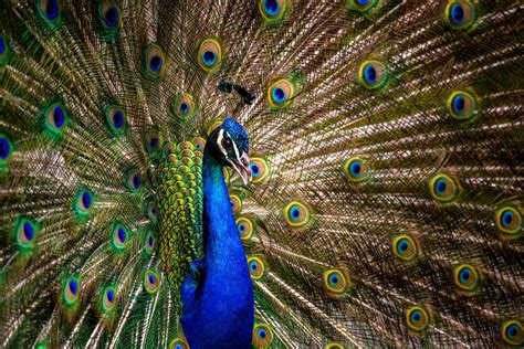 Sex and power in the animal kingdom: seven animals that will make you