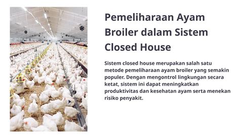 Ppt Laporan Pemeliharaan Ayam Broiler Close Housepptx Free Download