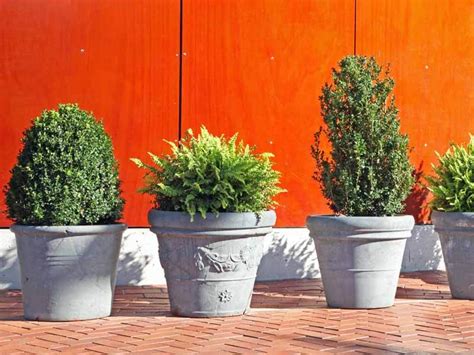 The Best Shrubs For Container Gardens Fafard