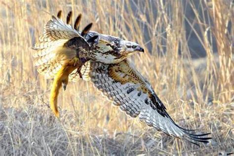 Upland Buzzard Kills Weasel Yunzhuche Jin Flickr