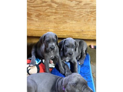 Blue European Great Dane Puppies For Sale In Escondido Puppies For