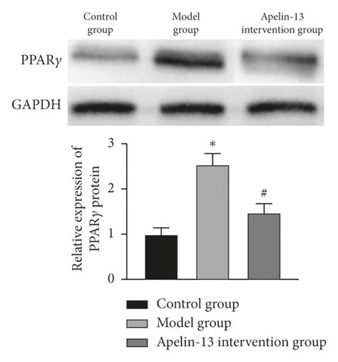 Effect Of Apelin On The Expression Of Ppar Mrna And Protein In