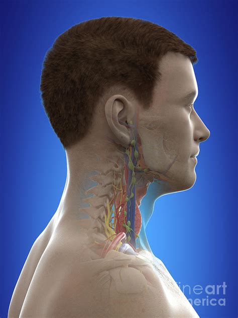 Neck Anatomy Photograph by Sebastian Kaulitzki/science Photo Library