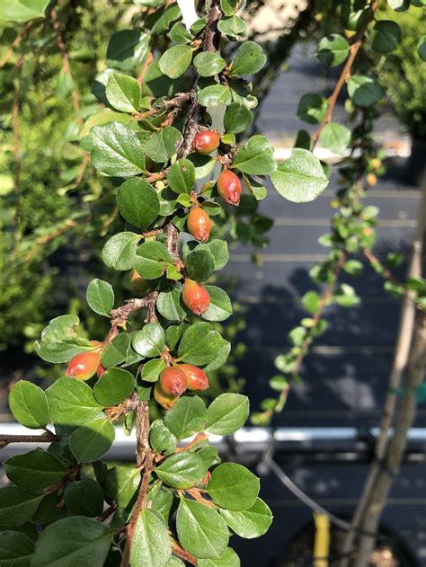 Cranberry Cotoneaster Tree — The Cottage Gardens Lansing