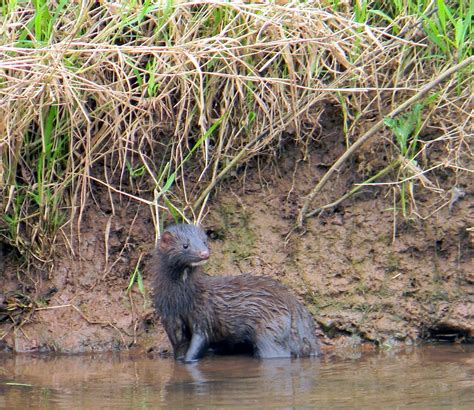 Wild Mink Photograph By Glyn Williams Fine Art America