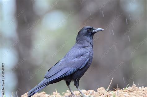 Common Raven Vs American Crow