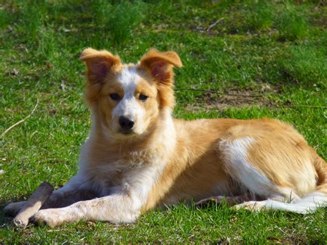 Border Collie Australian Shepherd Mix Young Dog Image Dog Breeders Guide