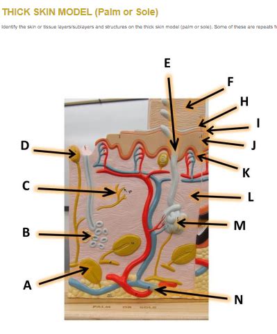 Labeled Skin Model