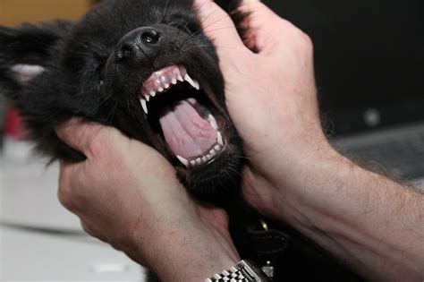 Como Cuidar Dos Dentes Do Seu Cachorro