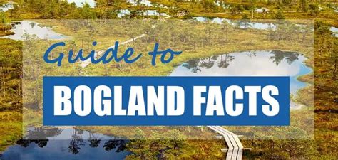 What Is a Bog? (Definition, Benefits & Facts) - Pond Informer