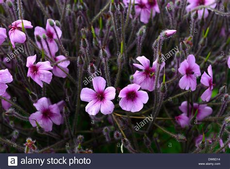 Geranium Maderense Madeira Cranesbill Pink Magenta Plant Plants Flower