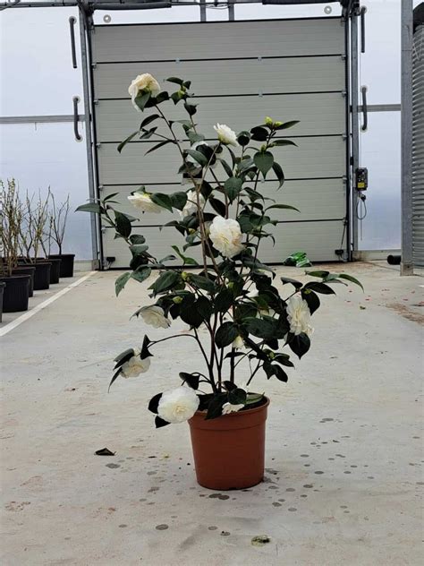 Japanse Roos Camellia Japonica Nuccio S Gem Struik Cm