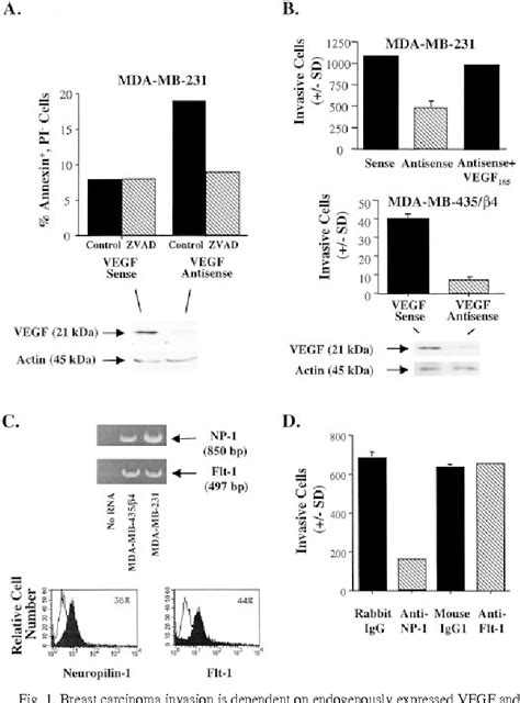 Figure From Advances In Brief Vascular Endothelial Growth Factor