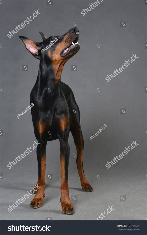 Alert Doberman: Over 1,109 Royalty-Free Licensable Stock Photos ...