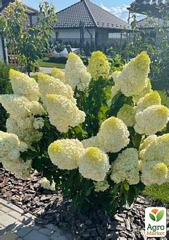 ГОРТЕНЗИЯ: купить саженцы гортензии почтой в Киеве, Одессе и Украине ...