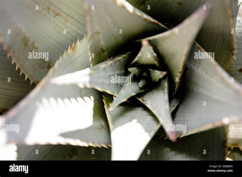 Aloe Ferox Vera Succulent Aalwyn Stock Photo Alamy