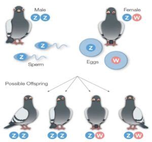 Sex Determination In Birds W Schools