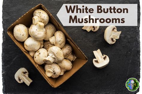 10 Best Cremini Mushrooms Substitutes