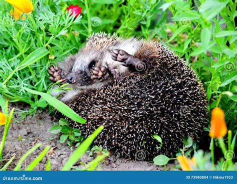 Wild animals Altaya stock photo. Image of green, snake - 73980804