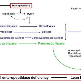 [PDF] Enteropeptidase: A Gene Associated with a Starvation Human ...