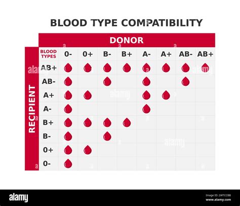 Blood Type Compatibility Chart Table With Blood Groups Crossing