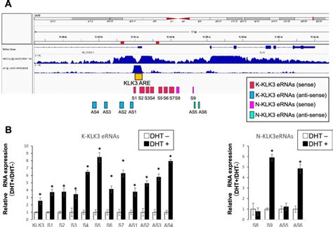 Expression Of Ernas In The Lncap Cells Genomic Location Of A