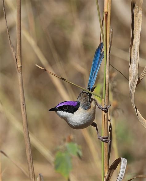 Male Purple Crowned Fairy Wren By Biglenswildlife Purple Crown