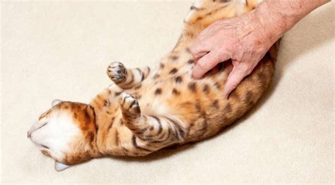 The Most Common Bengal Cat Health Issues - Love Your Cat