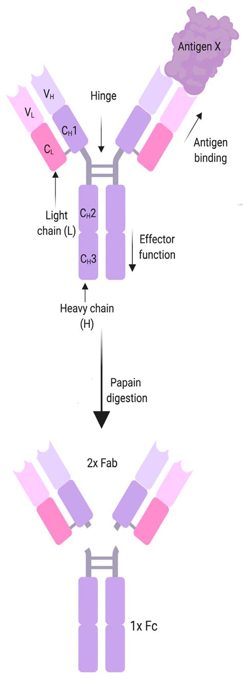 Laptop Diagram Schematic Diagram Myasthenia Gravis Pathophysiology