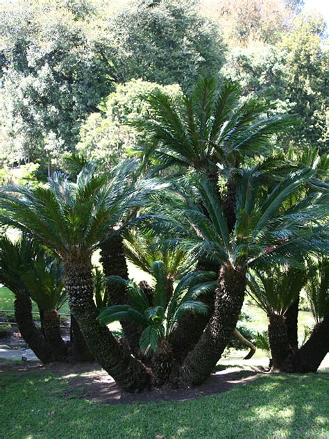 Xl King Sago Palm Cycas Revoluta Urban Palms