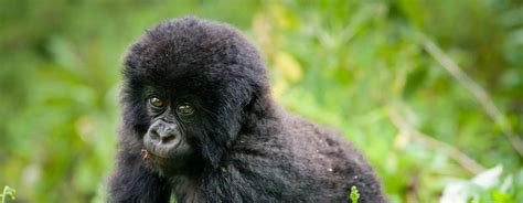 2 Days Rwanda Gorilla Safari to Volcanoes National Park