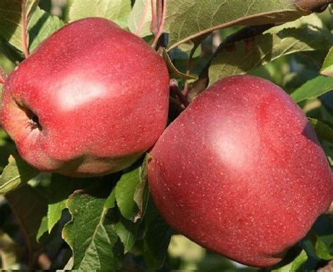 Яблоня Хани (Хоней) Крисп: фото и описание сорта, отзывы