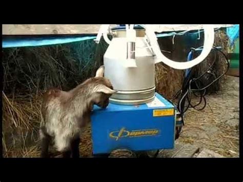 Доильный аппарат АД.02"Фермер"/milking machine/Melkmaschine - YouTube
