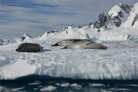 The Amazing Animals of Antarctica Stock Photo - Image of antarctica ...